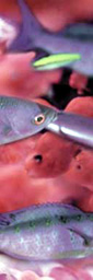 fish-color